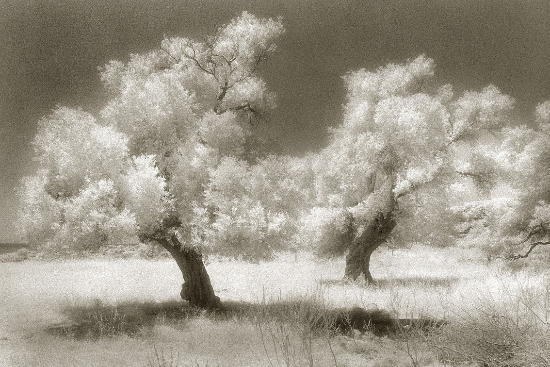 René Groebli, Olive trees/Olivenbäume (#1517), 1980