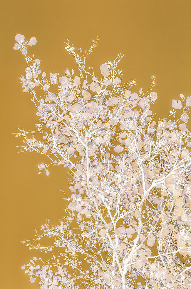 Danielle Kwaaitaal, Silverlining - Yellow Gold, 2026