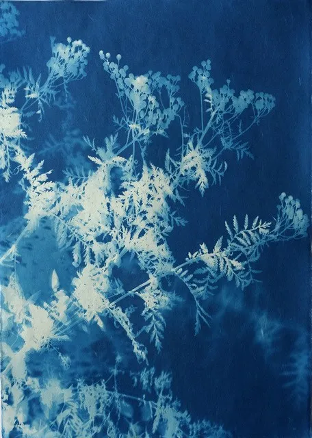 Simone Kappeler, Rainfarn, Sandplatte, 29.9.2017, 2017