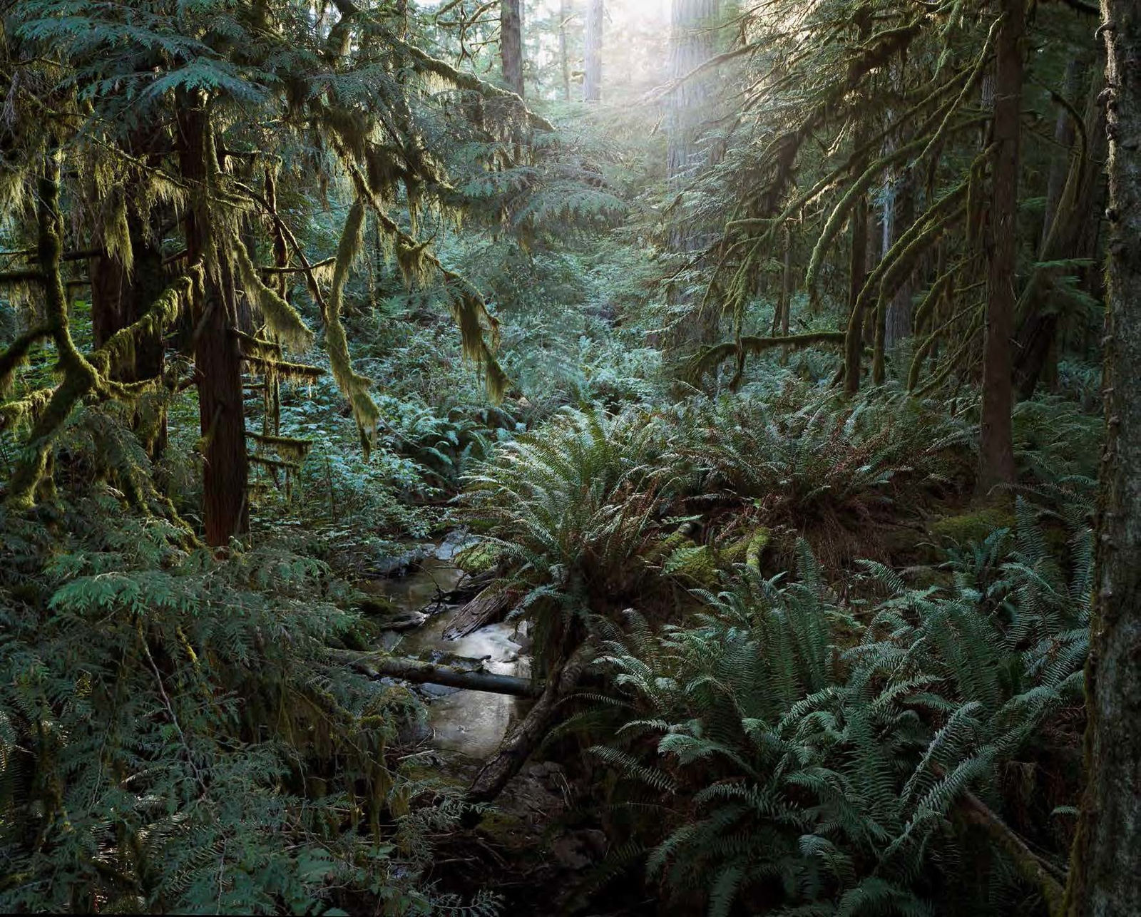 Bruno Augsburger, Sunshine Coast, British Columbia, 2013