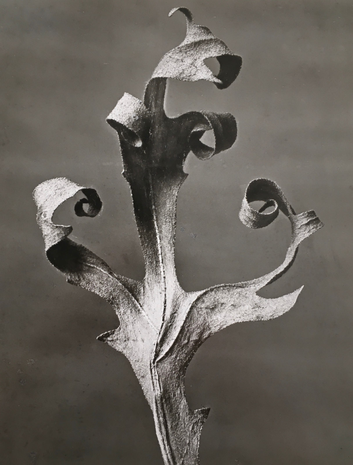 Karl Blossfeldt, Silphium laciniatum, Kompasspflanze. Ein am Stengel getrocknetes Blatt in 5facher Vergrösserung, 1910/20s