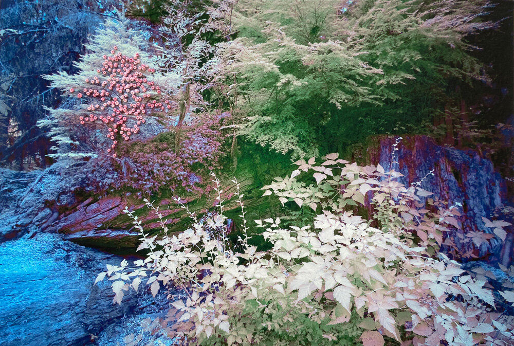 Adriene Hughes, The Secret Life of Trees I, Image #10, 2020