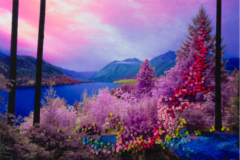 Adriene Hughes, The Secret Life of Trees, Image #02, 2020