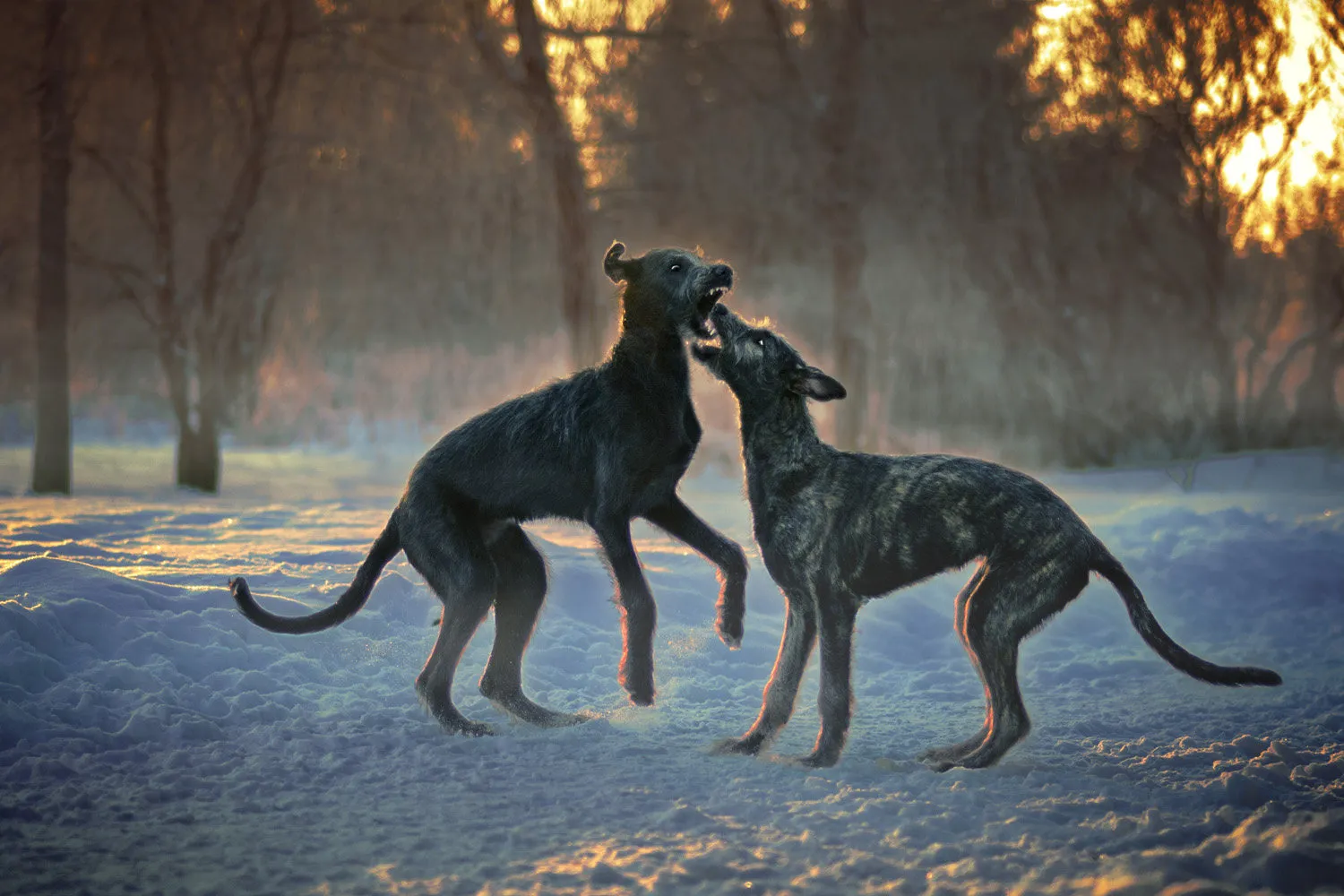 Bonnie Baxter, Dog Fight, 2016