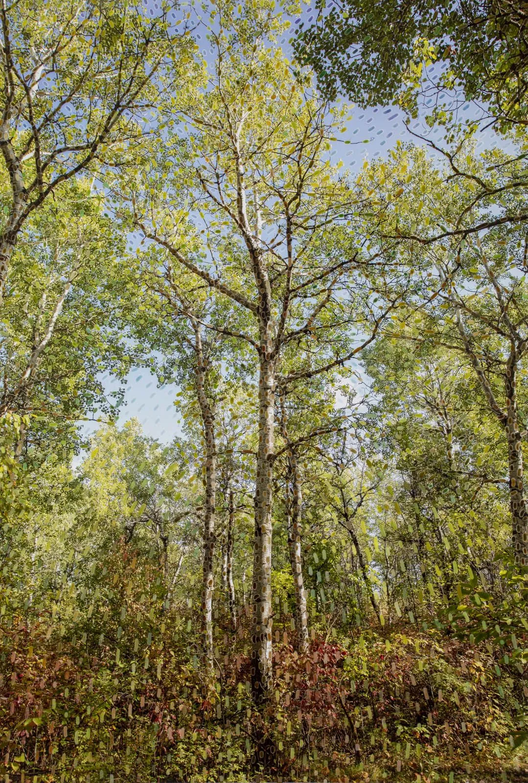 Sarah Anne Johnson, PITFD, 2020