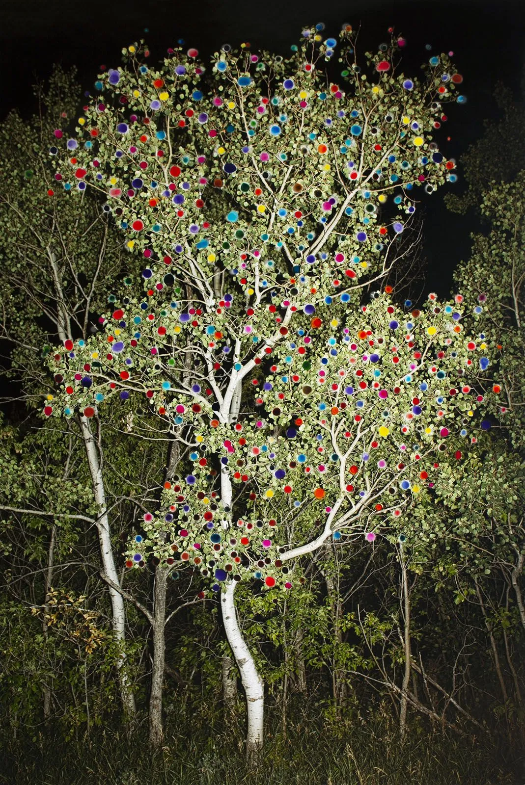 Sarah Anne Johnson, AMD2, 2020