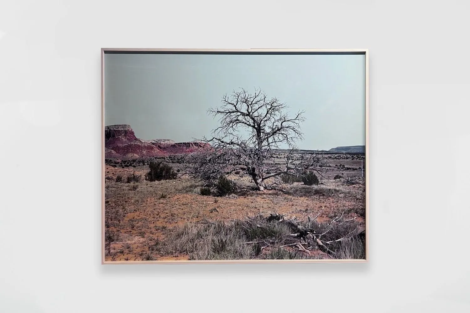 Geneviève Cadieux, Arbre seul (le jour), 2023