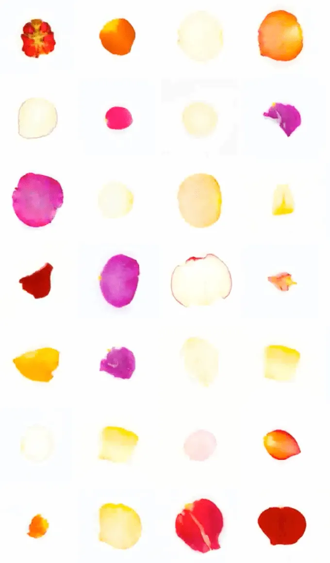 Sarah Meyohas, Infinite Petals (1,350 Petals starting from Numeric Seed #208219), 2023