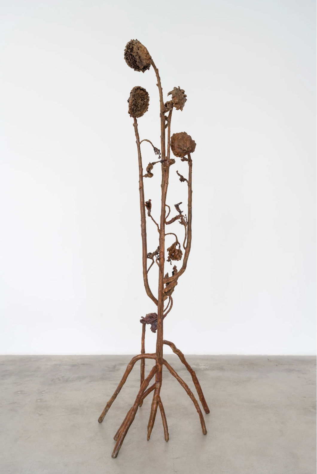 Alicja Biala, Hyperaccumulator VII, 2025