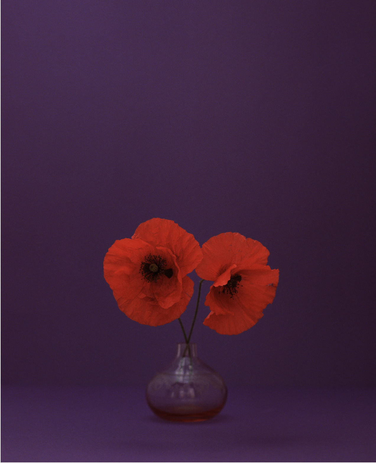 Kate Friend, Field poppy, Fátima, Portugal, May, 2024