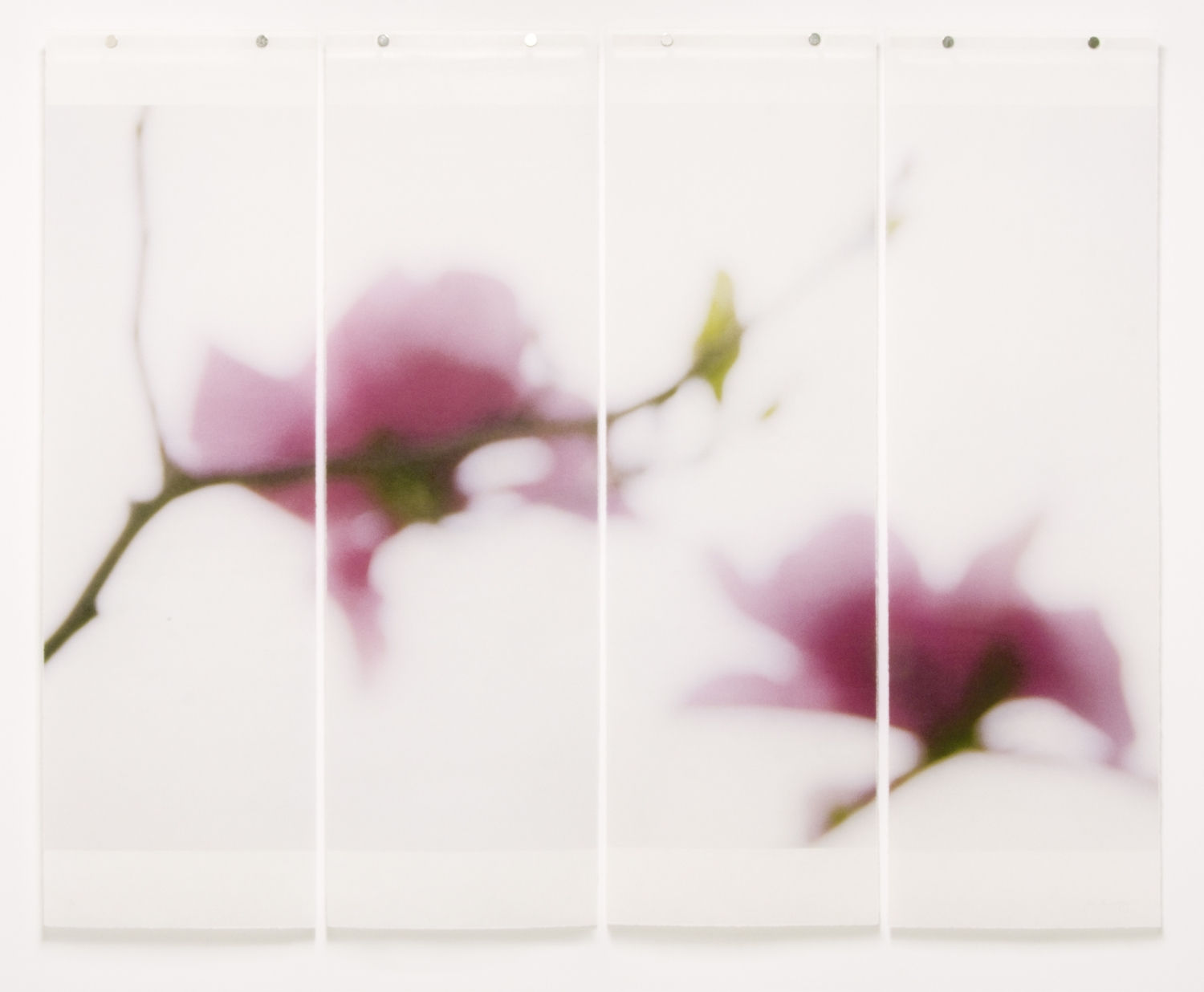 Jeri Eisenberg, Magnolia No.11, 2018