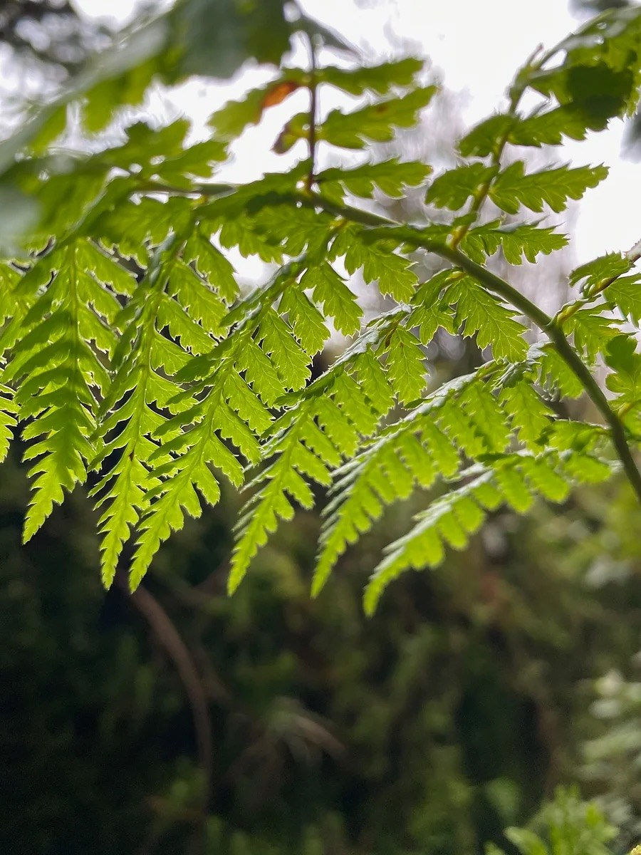 Alice Baughman, Beneath the Ferns, 2024