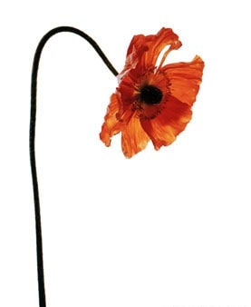 Fleming Cunningham, Red Poppy, 2001