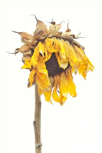Robert Llewellyn, Sunflower, (Helianthus annuus), 2011