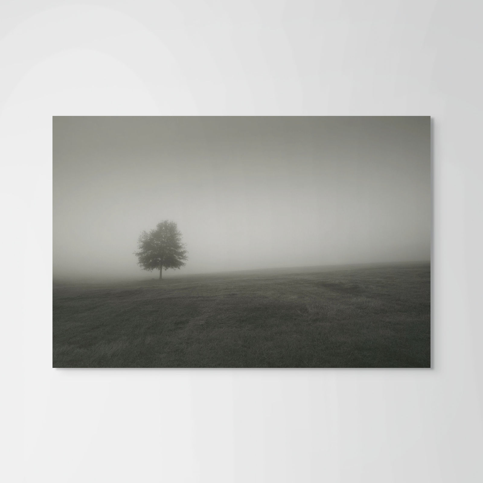 David Hillegas, Fog Trees One