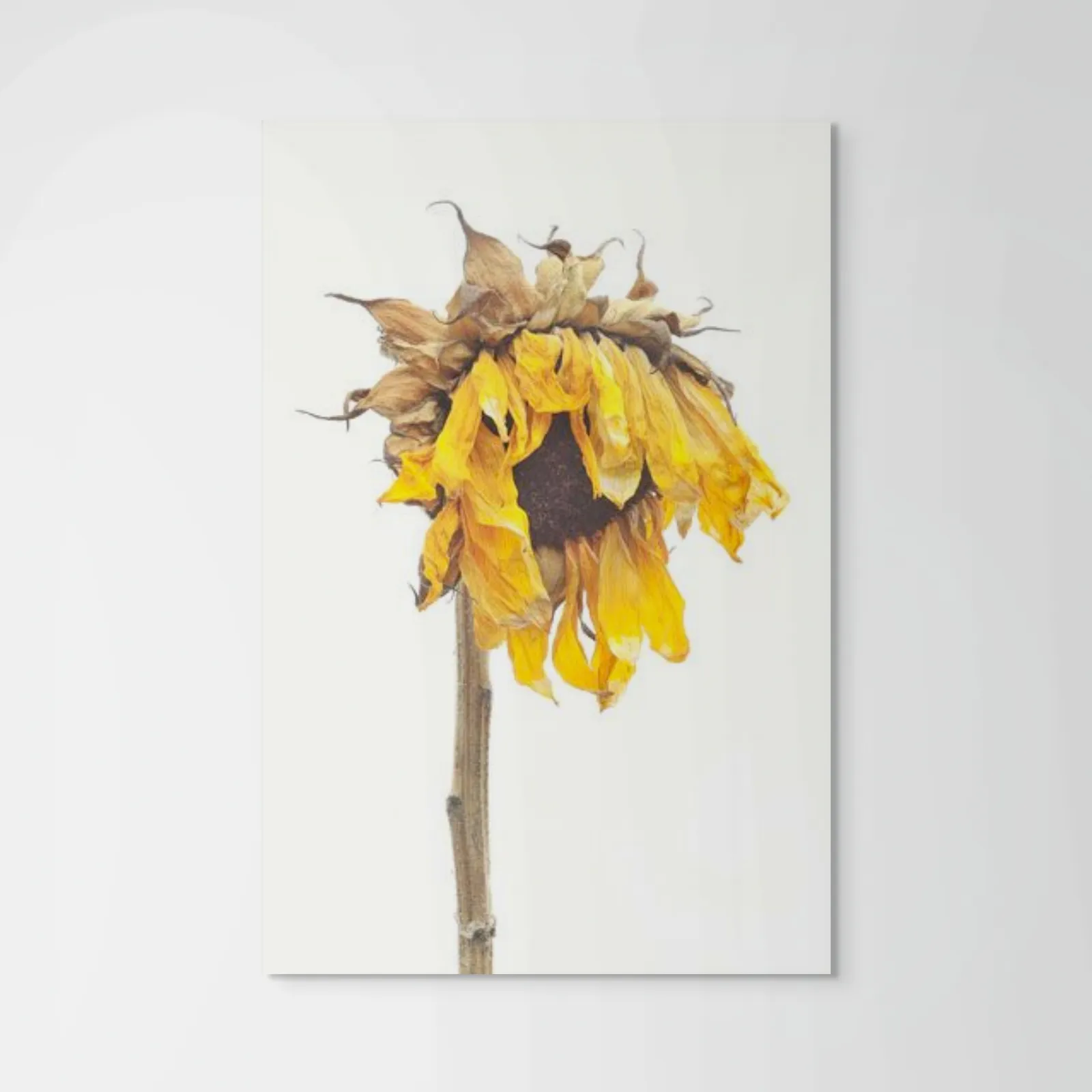 Robert Llewellyn, Sunflower, (Helianthus annuus), 2011