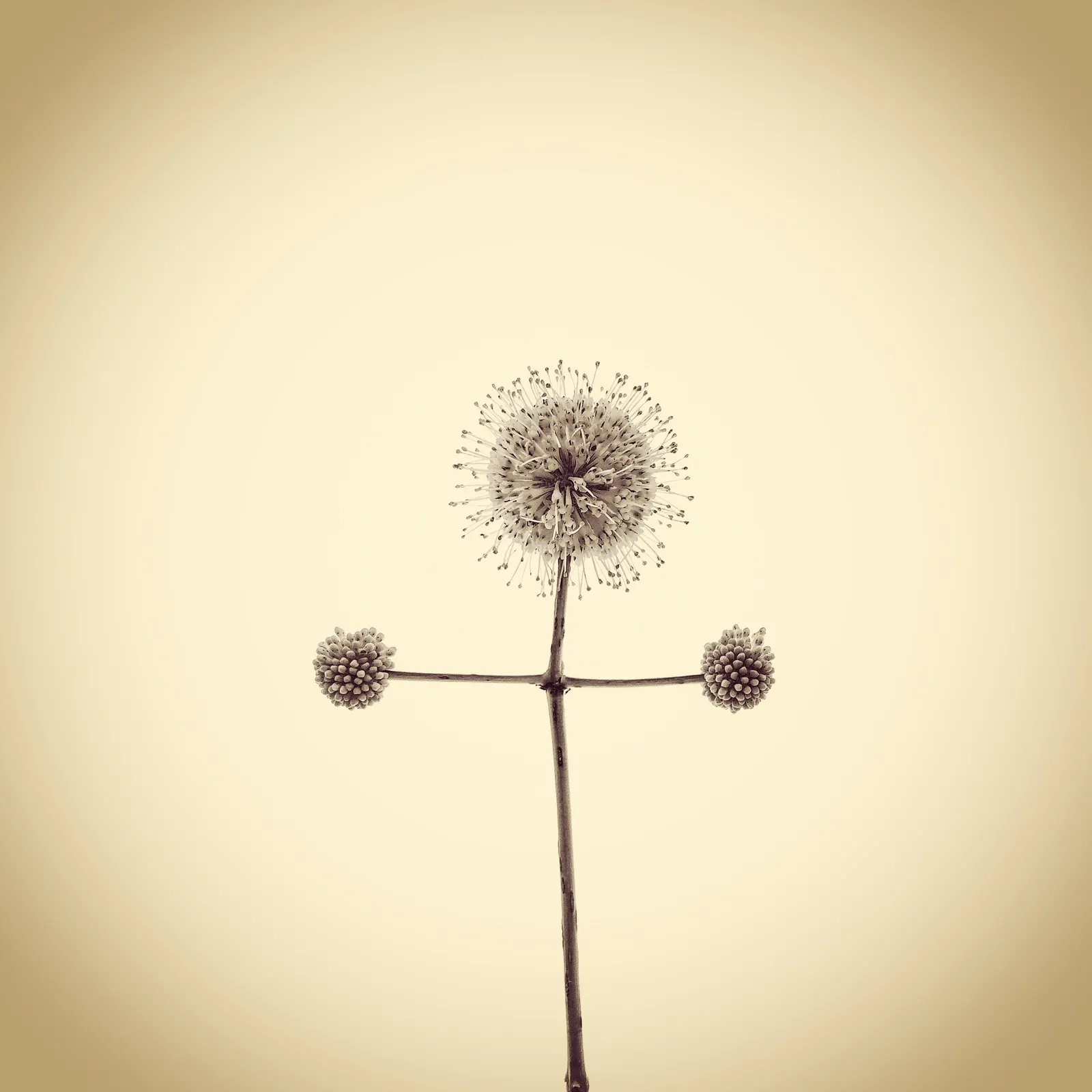 Joshua White, Buttonbush Flowers, Cephalanthus occidentalis, 2015