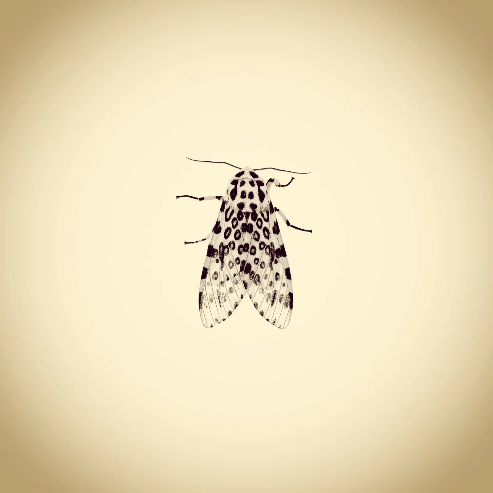 Joshua White, Giant Leopard Moth, Hypercompe scribonia, 2015