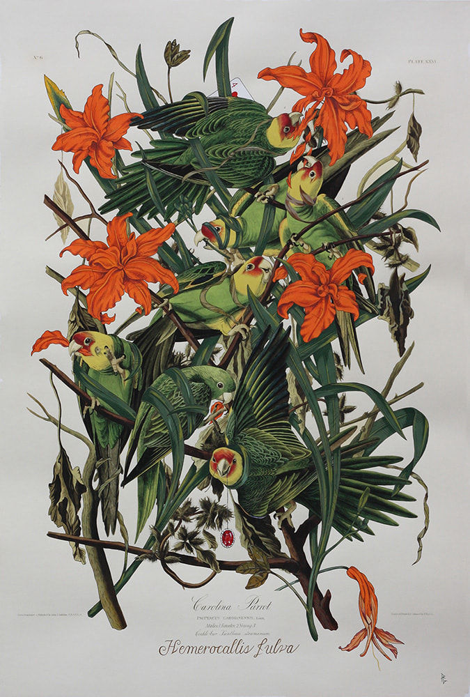 Penelope Gottlieb, Hemerocallis fulva, 2016