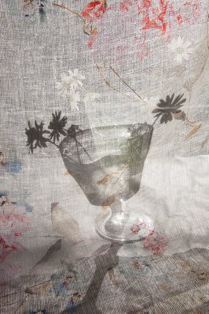 Pam Fox, Daisy Cup, 2018