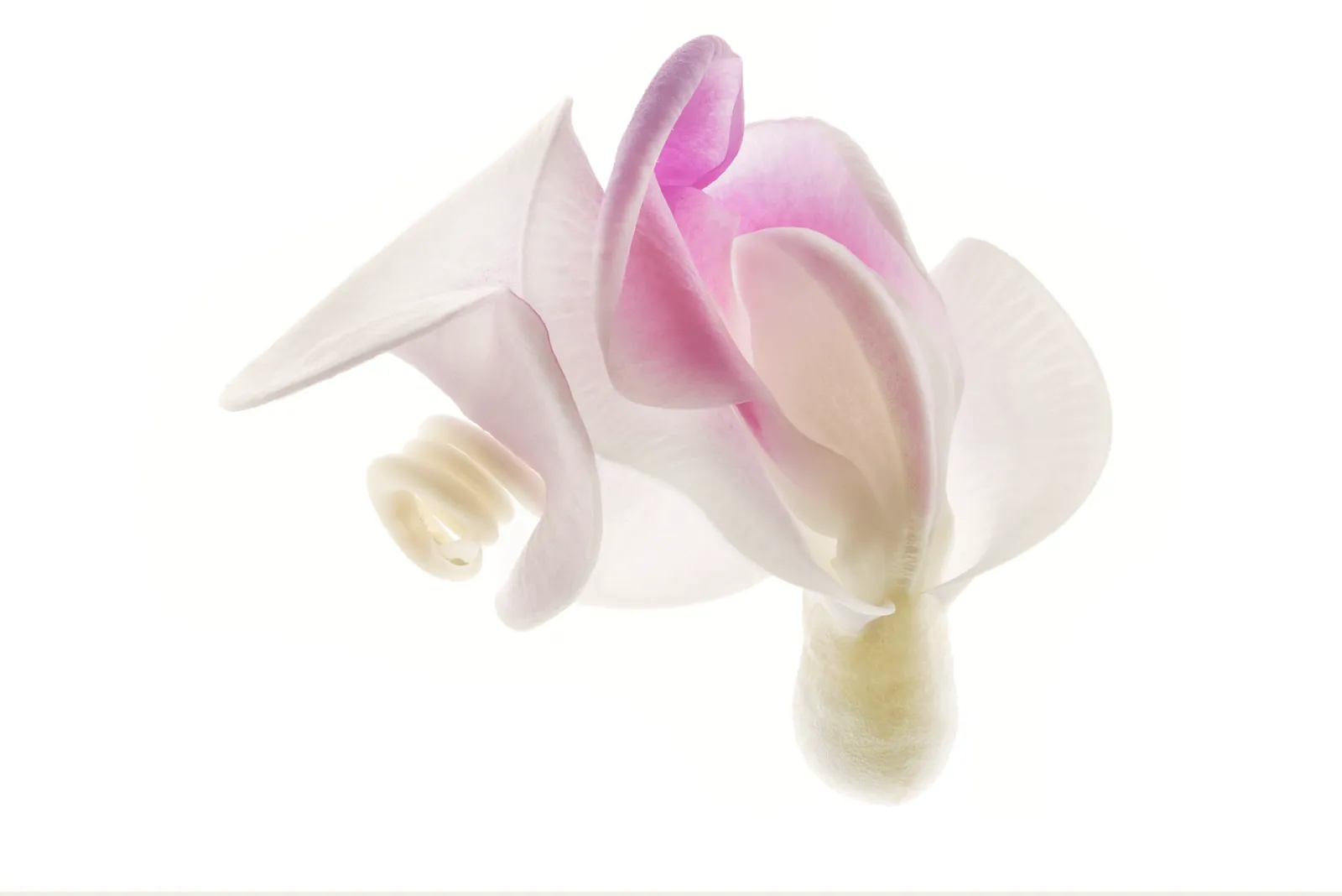 Robert Llewellyn, Untitled (white and pink flower)