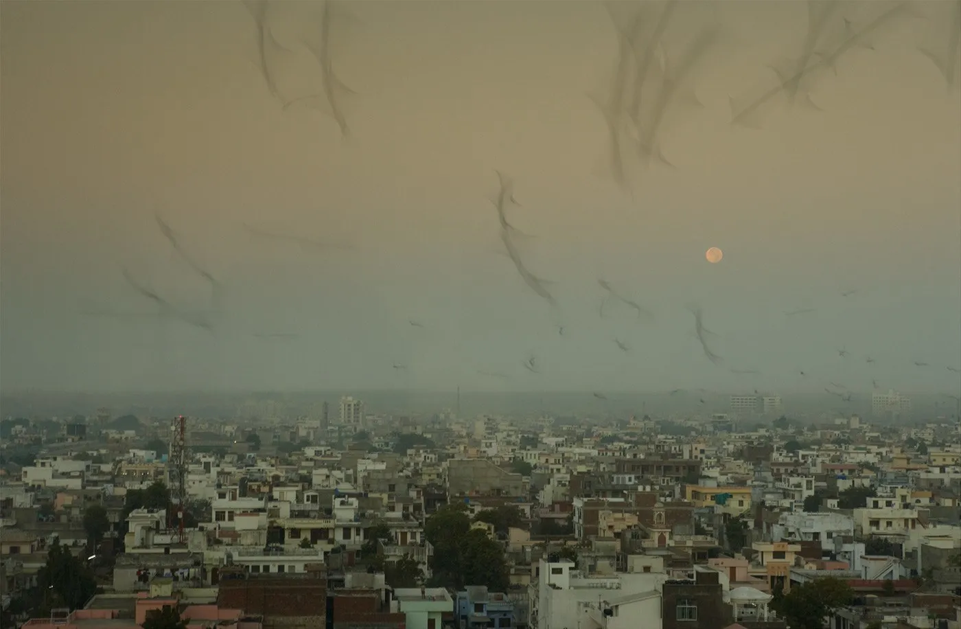 David Hillegas, Sunrise Pigeons