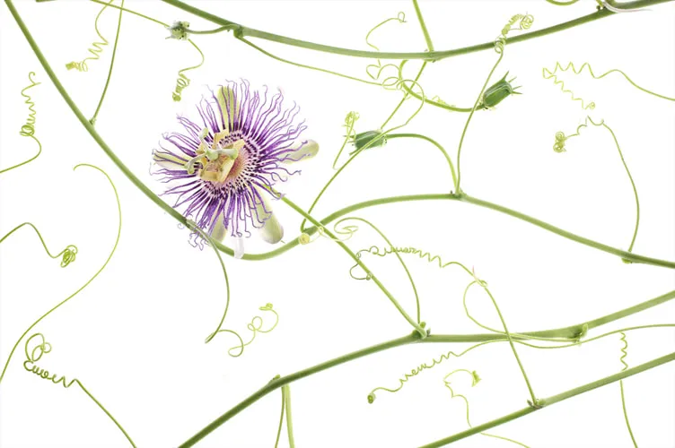 Robert Llewellyn, Passion Flower (Passiflora incarnata), 2011