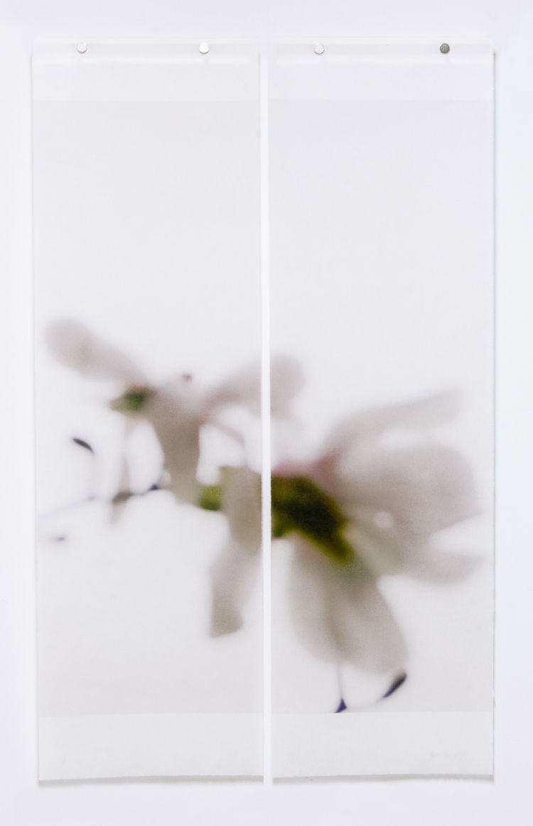 Jeri Eisenberg, Star Magnolia No. 9