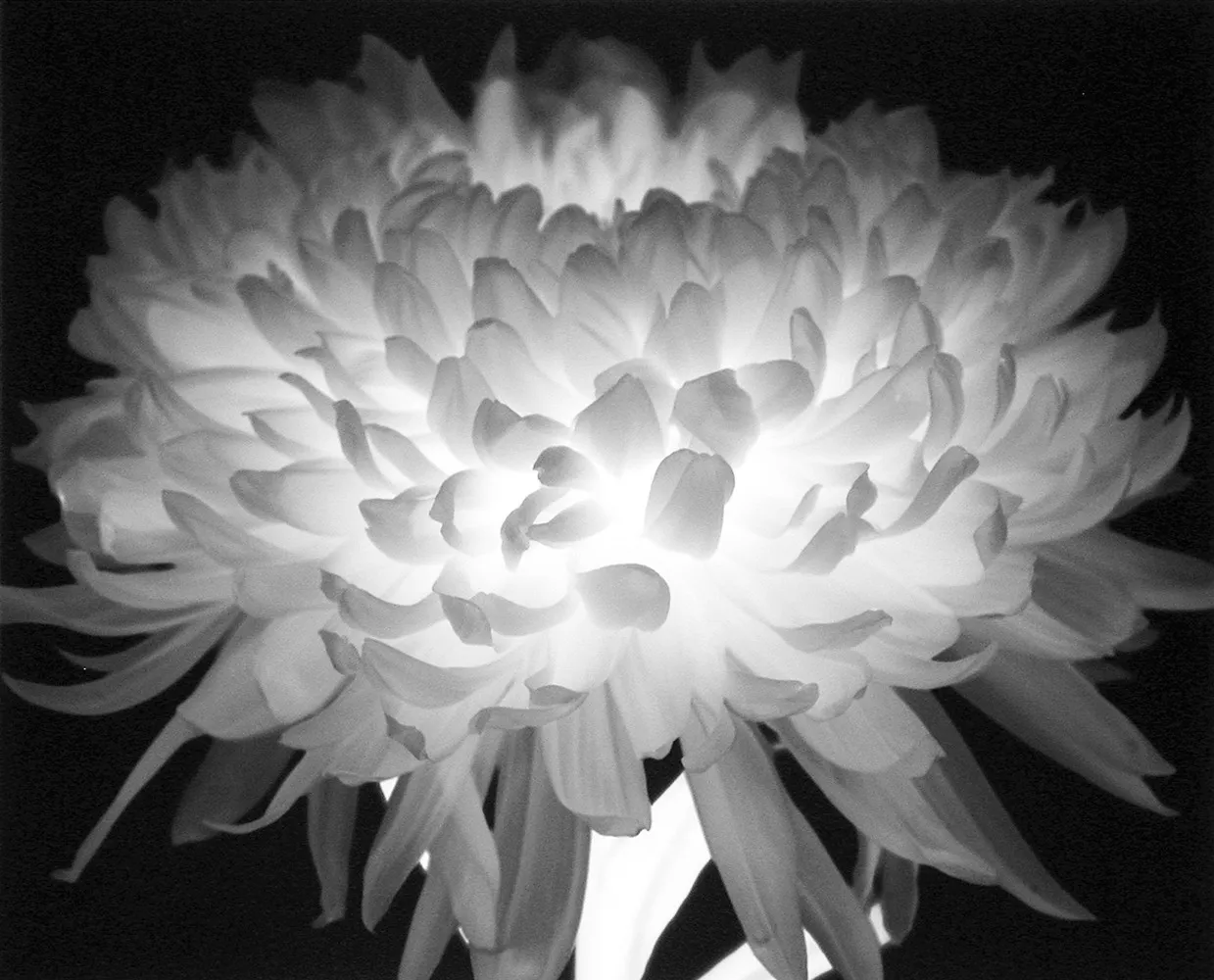 Amanda Means, Flower (number 86), 1997