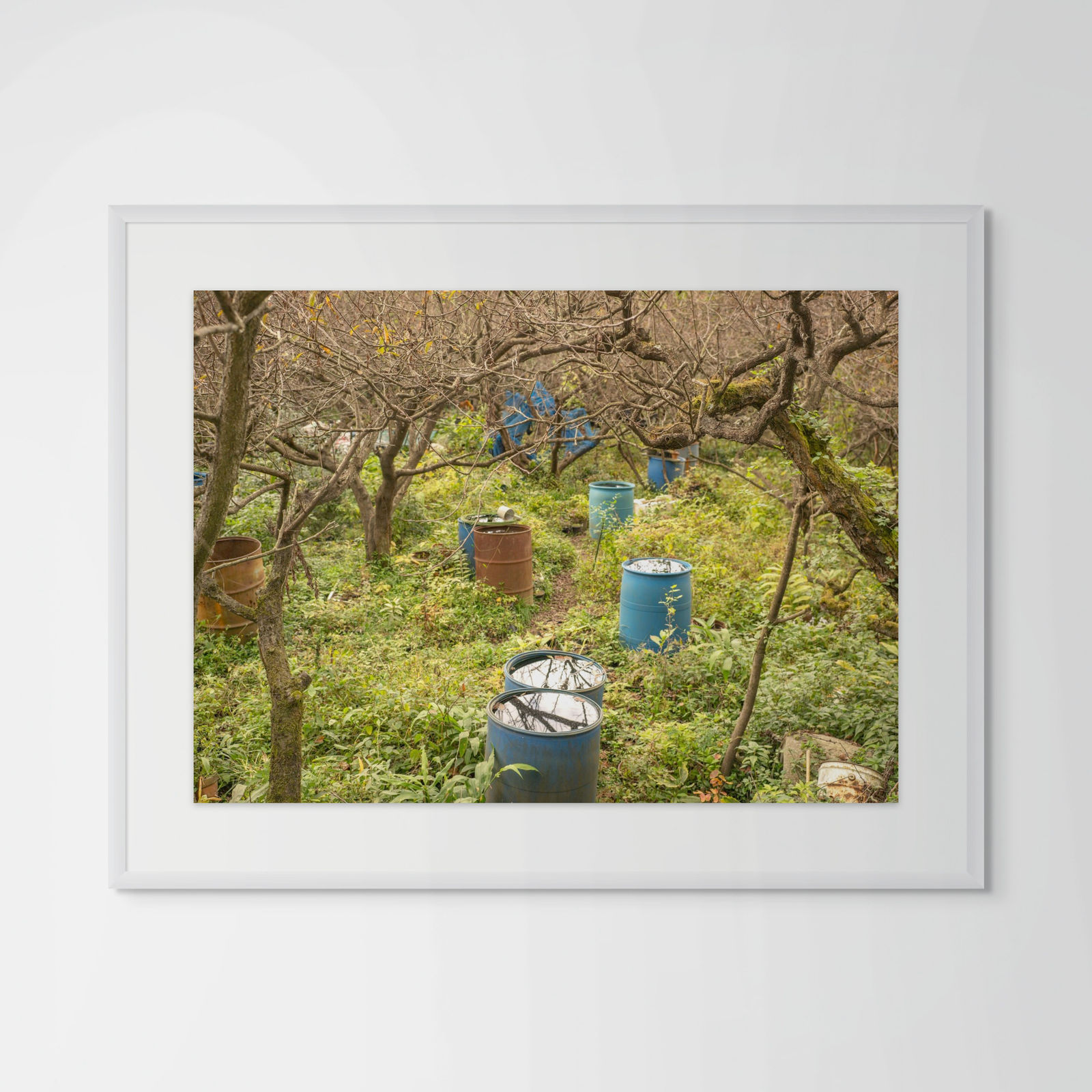 William Wylie, Shikoku 17-97, 2024