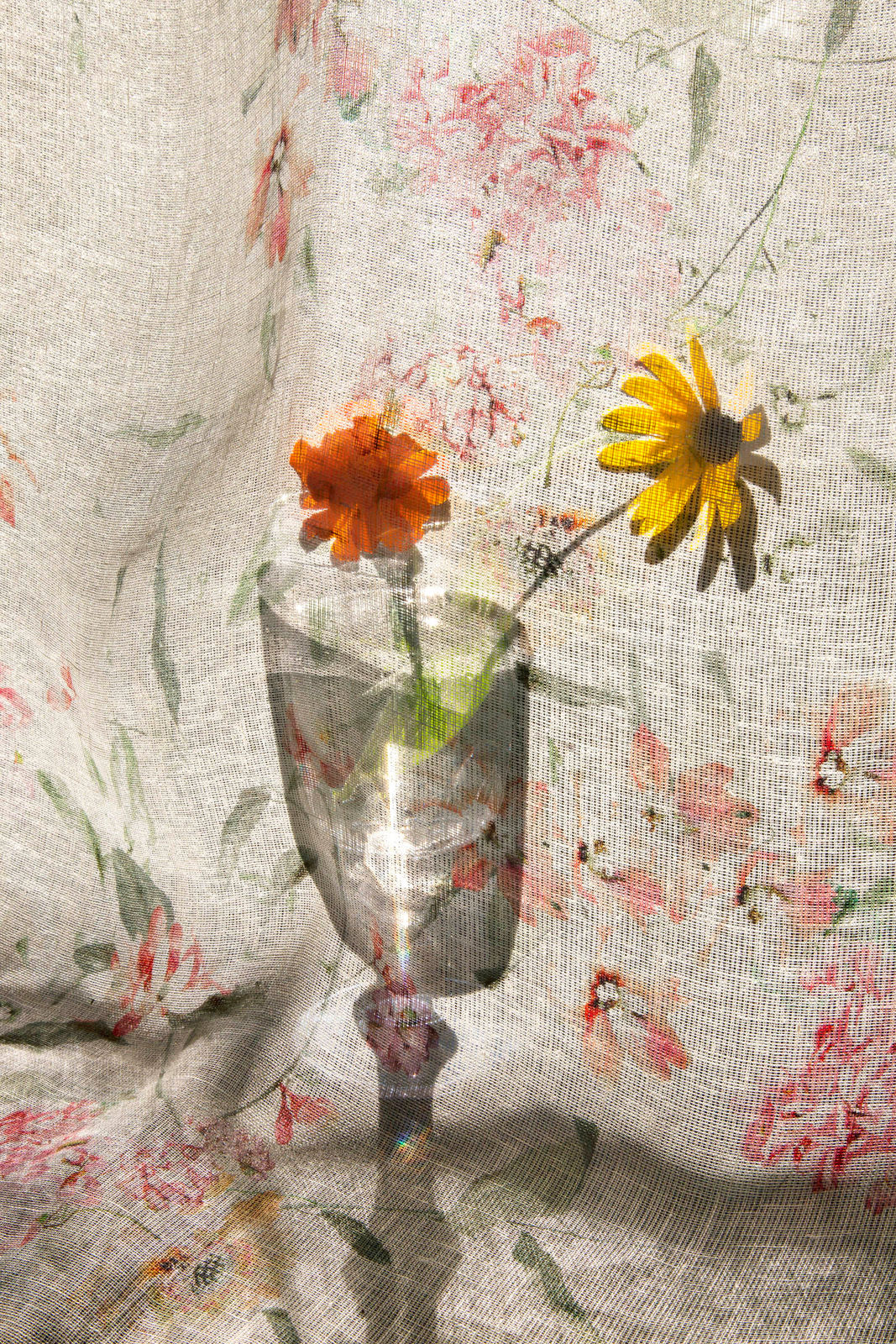 Pam Fox, Marigold, 2018