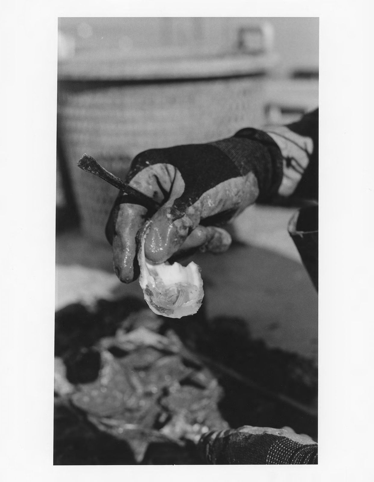 Bayleigh Albert, Shucking, 2023