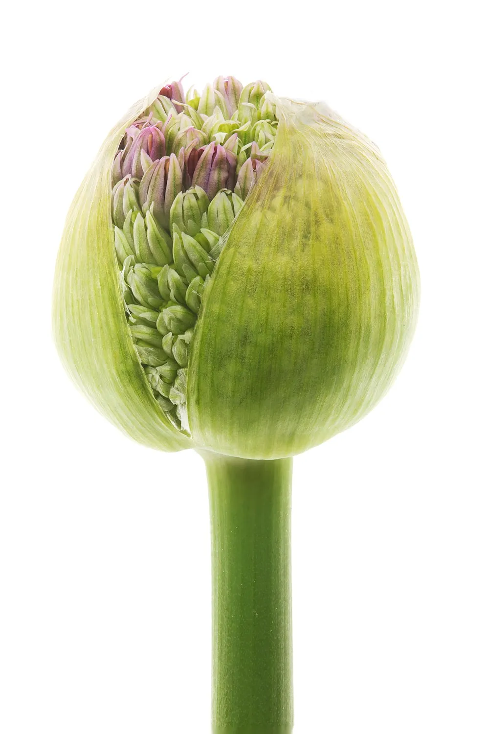 Robert Llewellyn, Allium Bud (Allium "purple sensation"), 2011