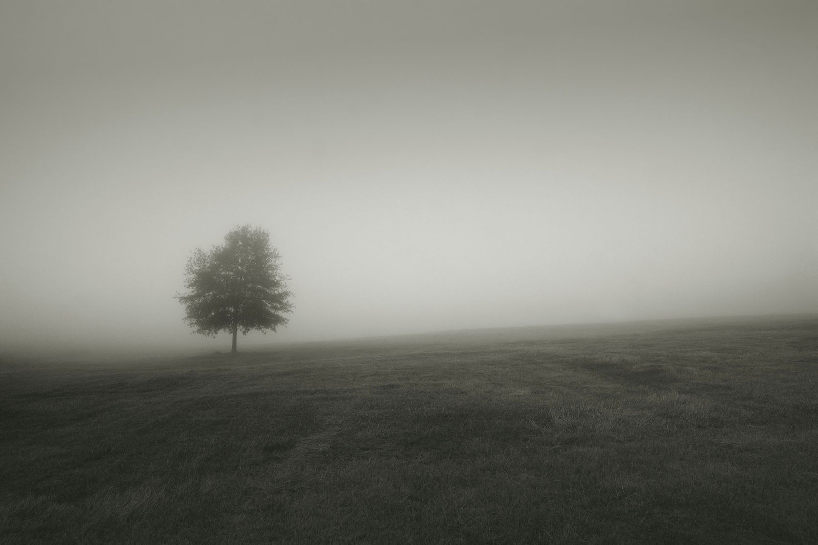 David Hillegas, Fog Trees One