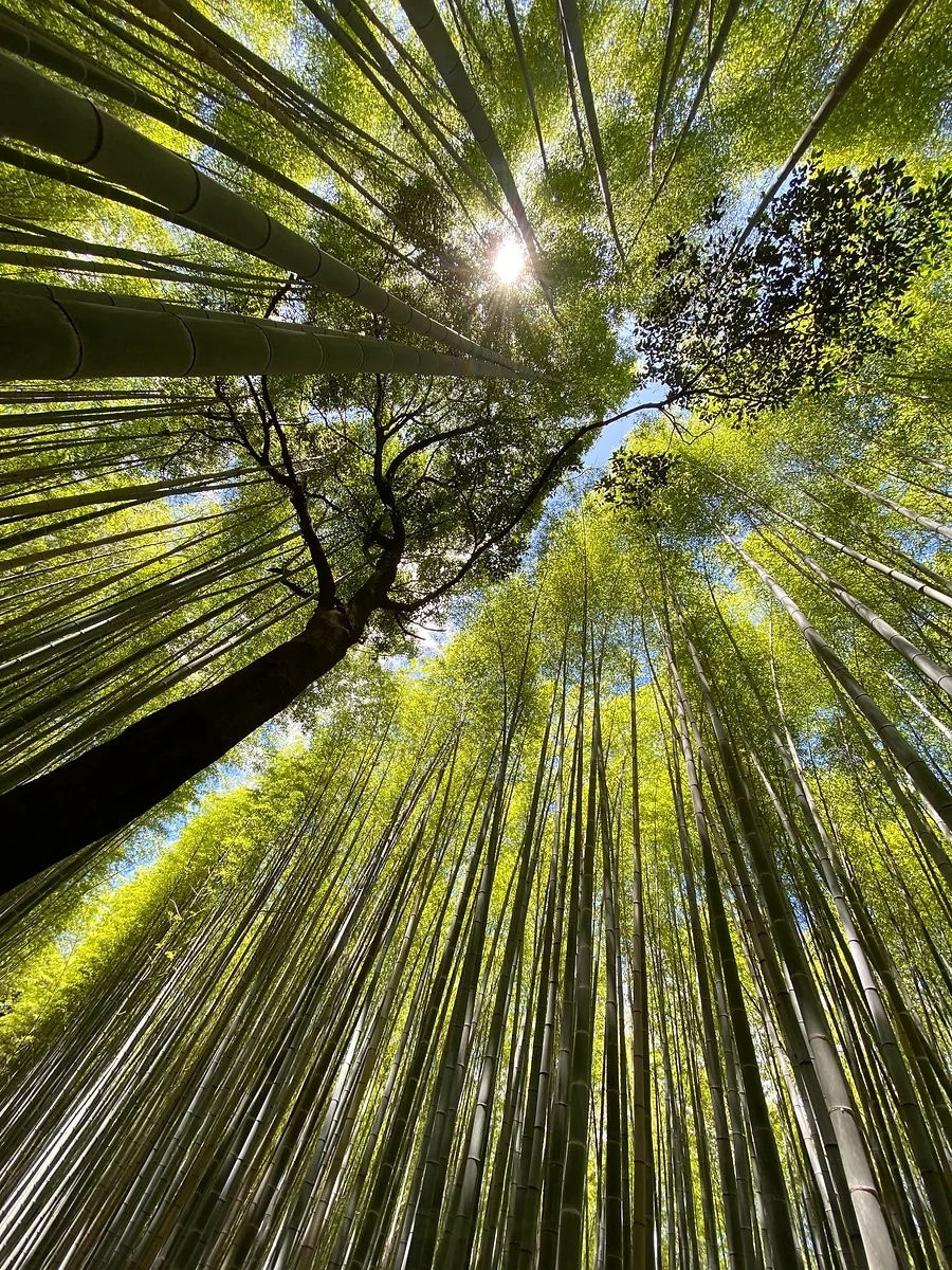 Alice Baughman, Bamboo Forest, 2024