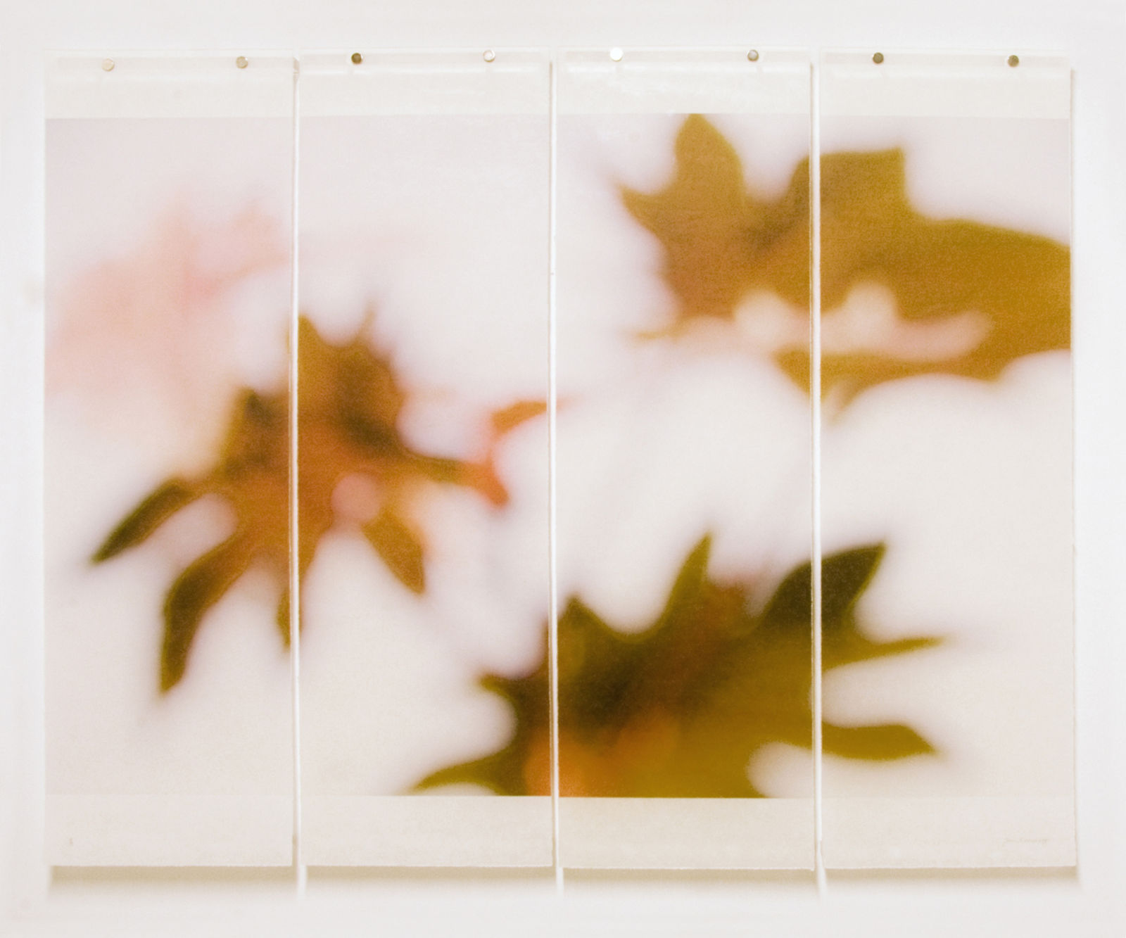 Jeri Eisenberg, Ornamentals