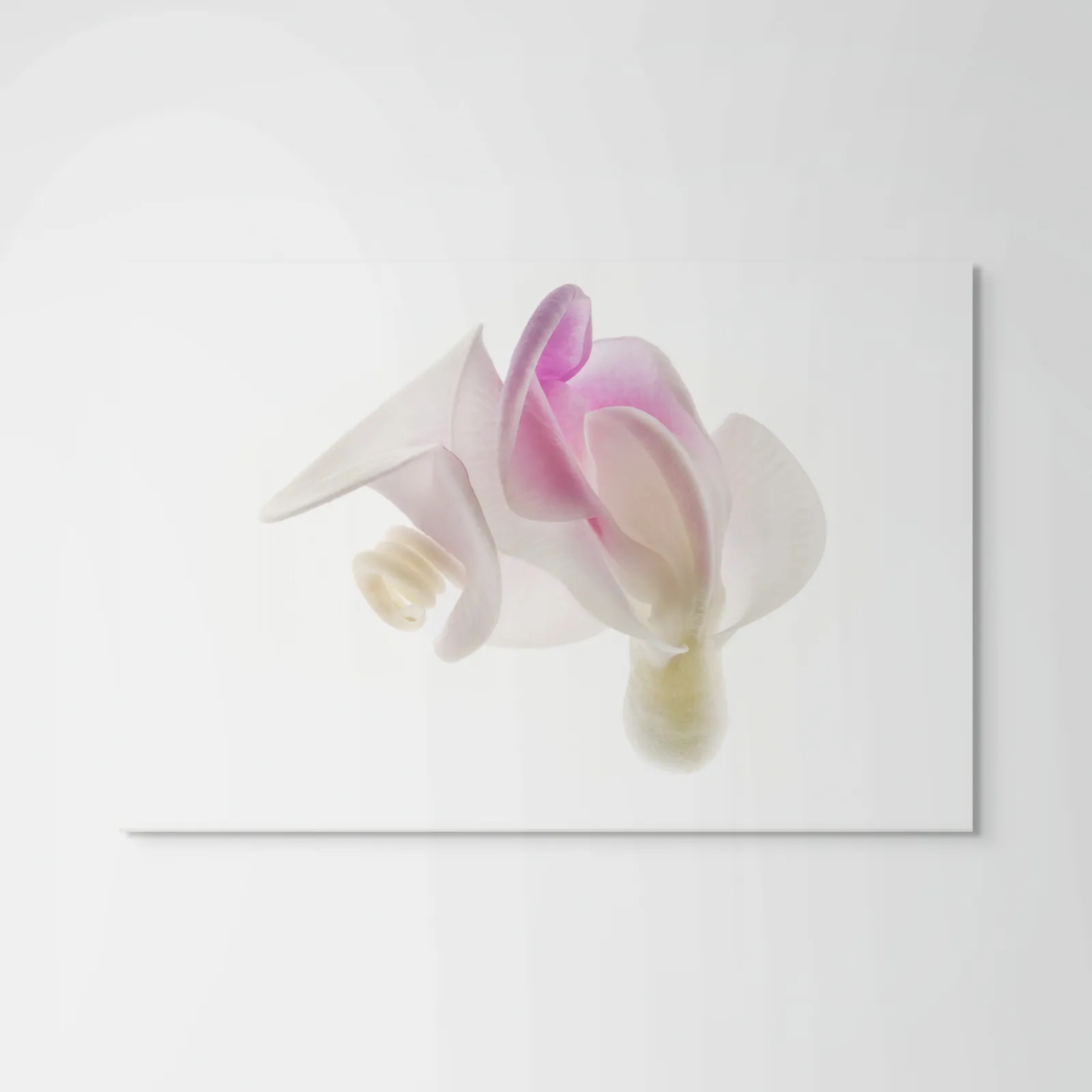 Robert Llewellyn, Untitled (white and pink flower)