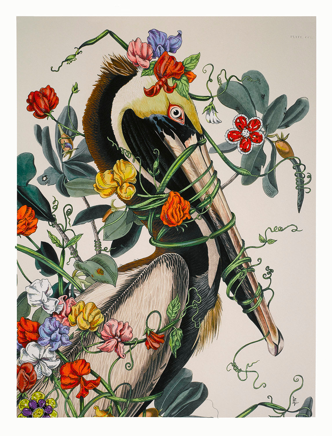 Penelope Gottlieb, Lathyrus Latifolius, 2016