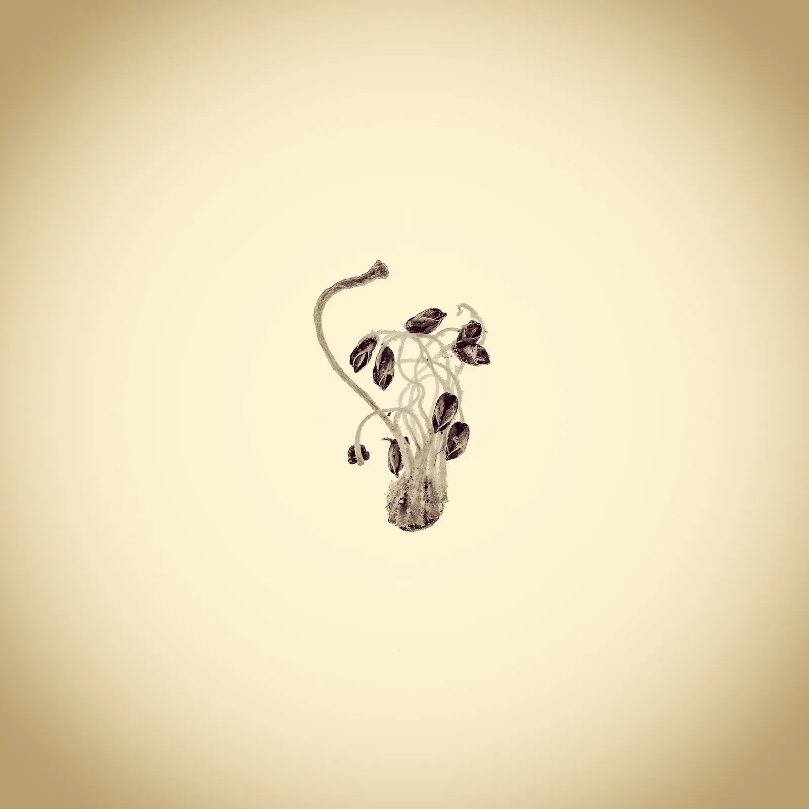 Joshua White, Unknown Stamen, 2015