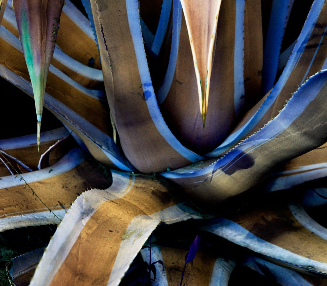 Roxana Azar, Specimen #0043, 2016