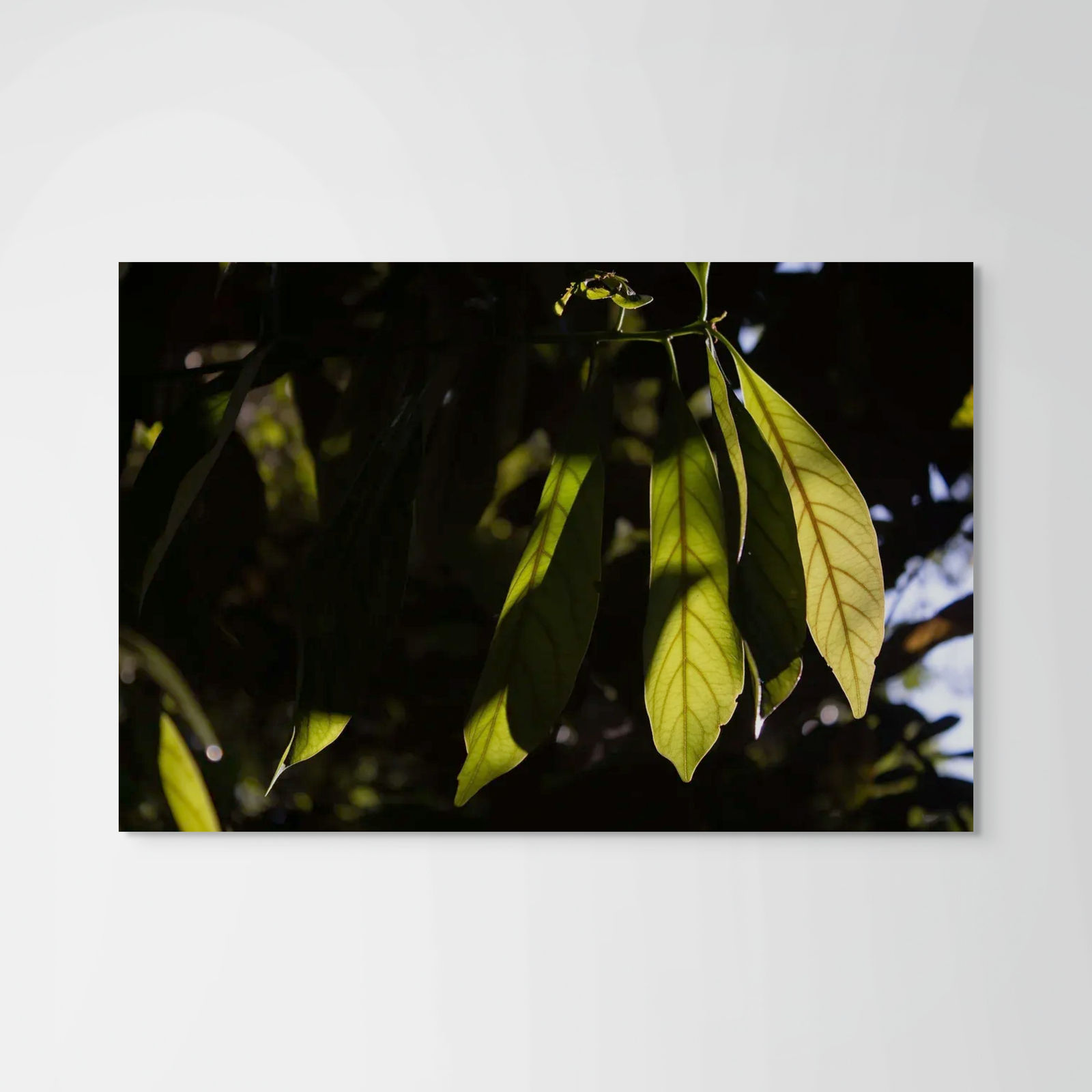 Alice Baughman, Glowing Leaf 2, 2024