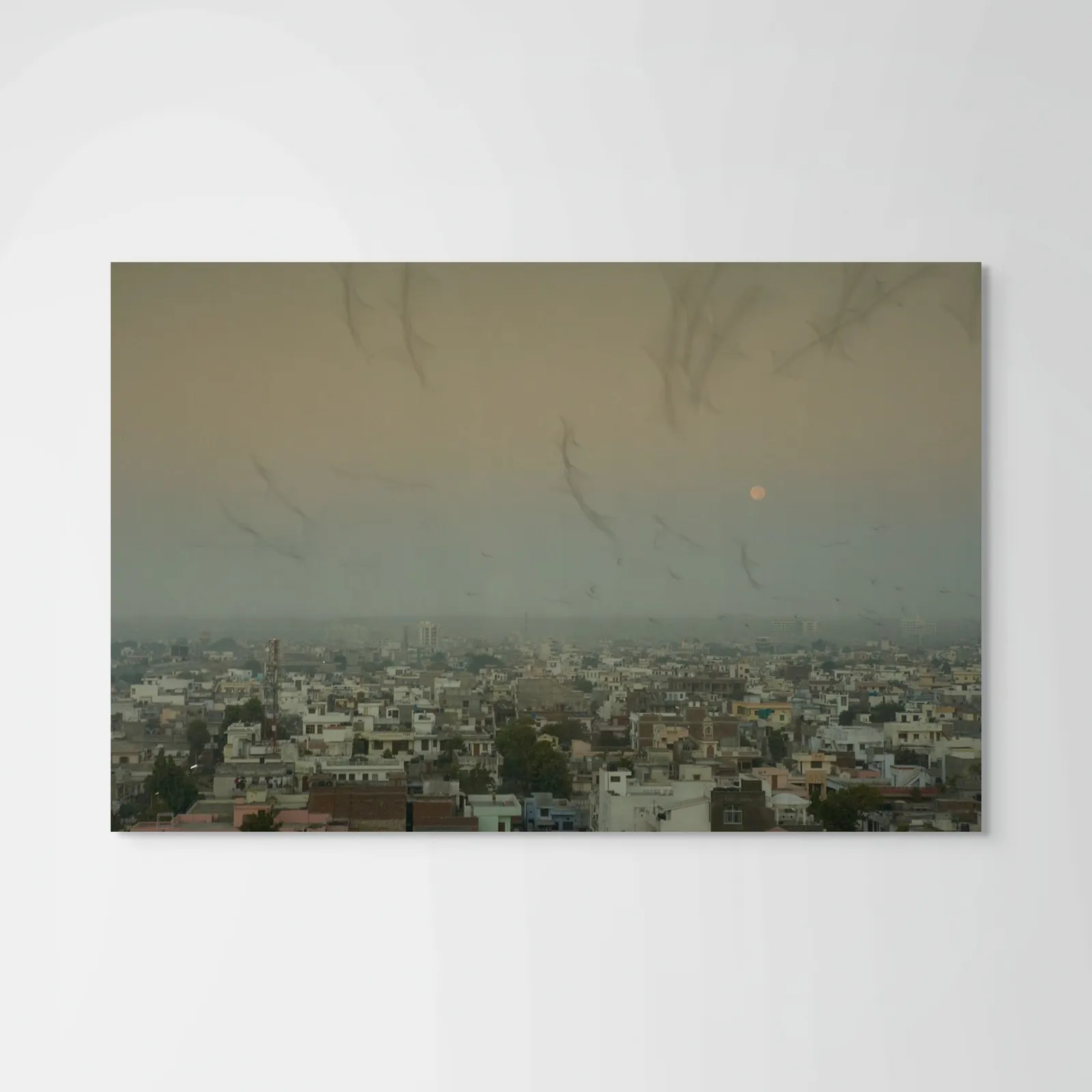 David Hillegas, Sunrise Pigeons