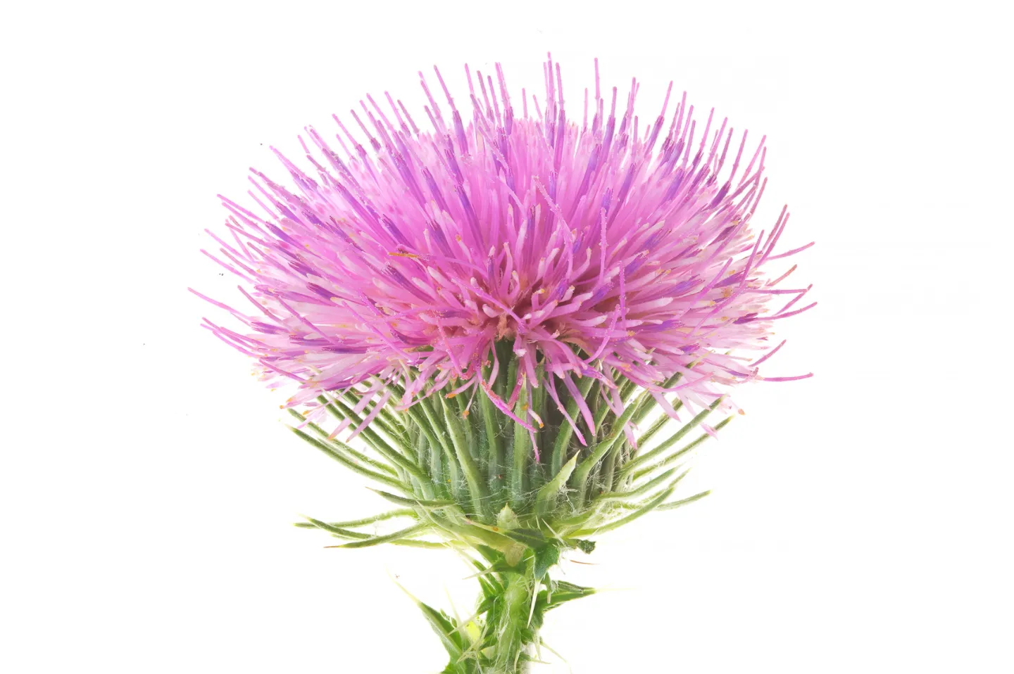 Robert Llewellyn, Milk Thistle (silybum marianum), 2011
