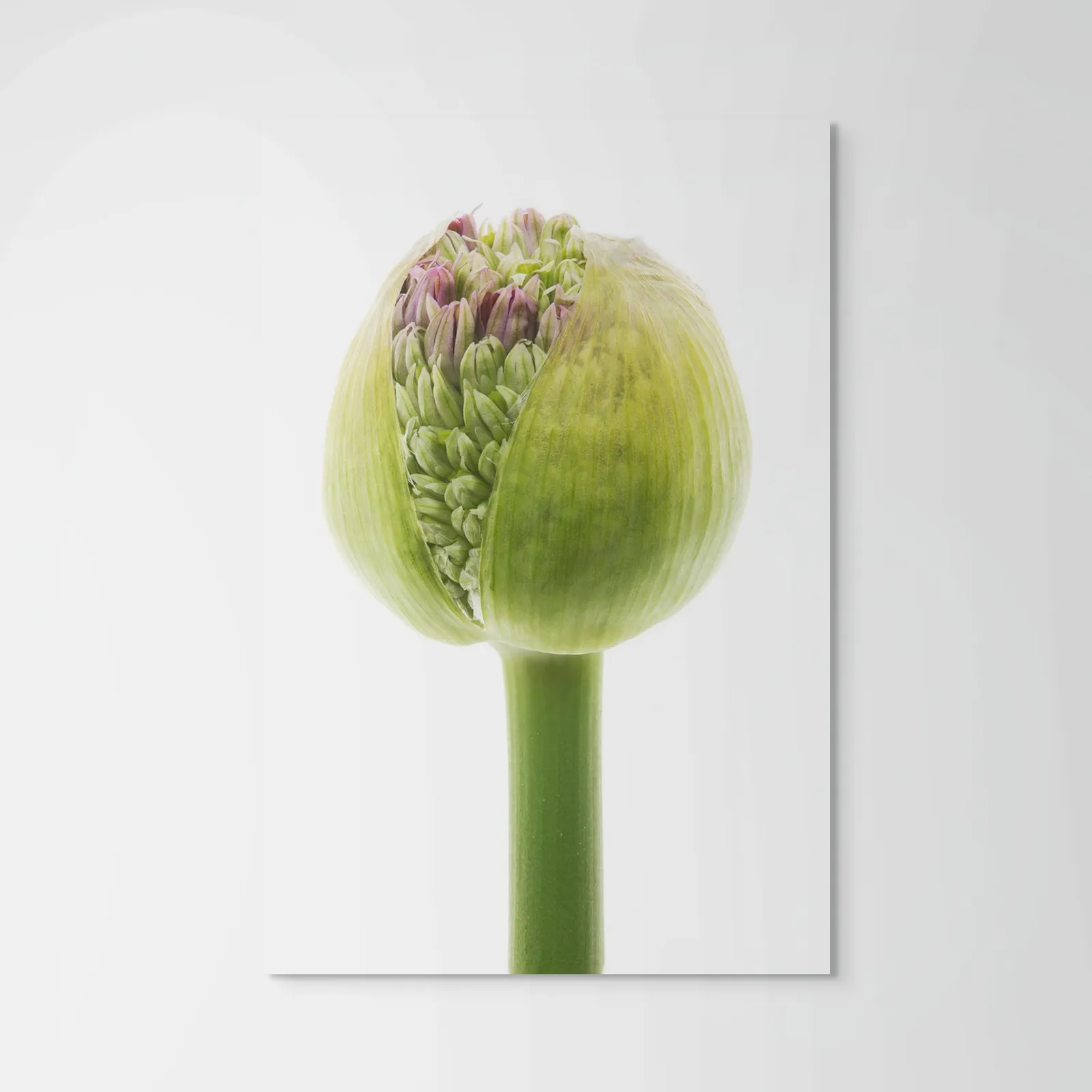 Robert Llewellyn, Allium Bud (Allium "purple sensation"), 2011