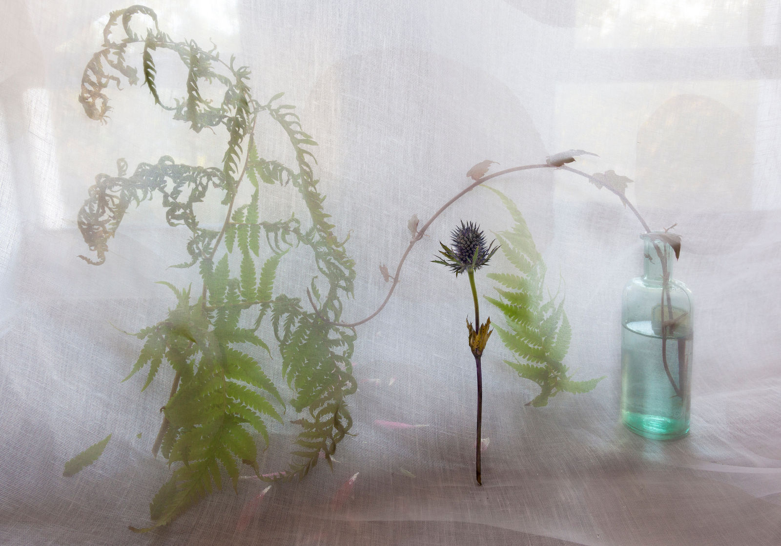 Pam Fox, Thistle, 2026