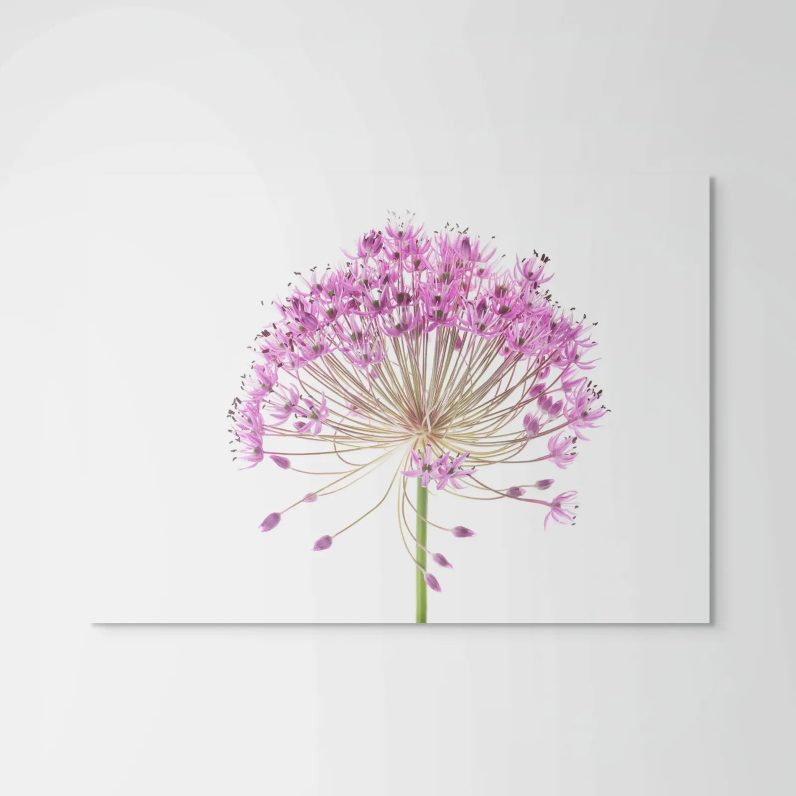 Robert Llewellyn, Allium (onion), Allium sp.