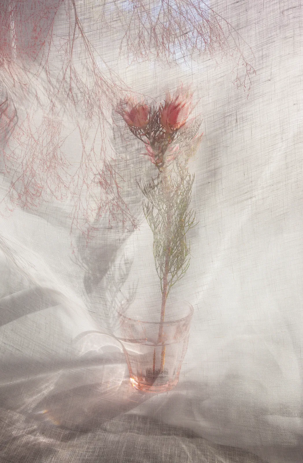 Pam Fox, Pink cup and flower, 2024