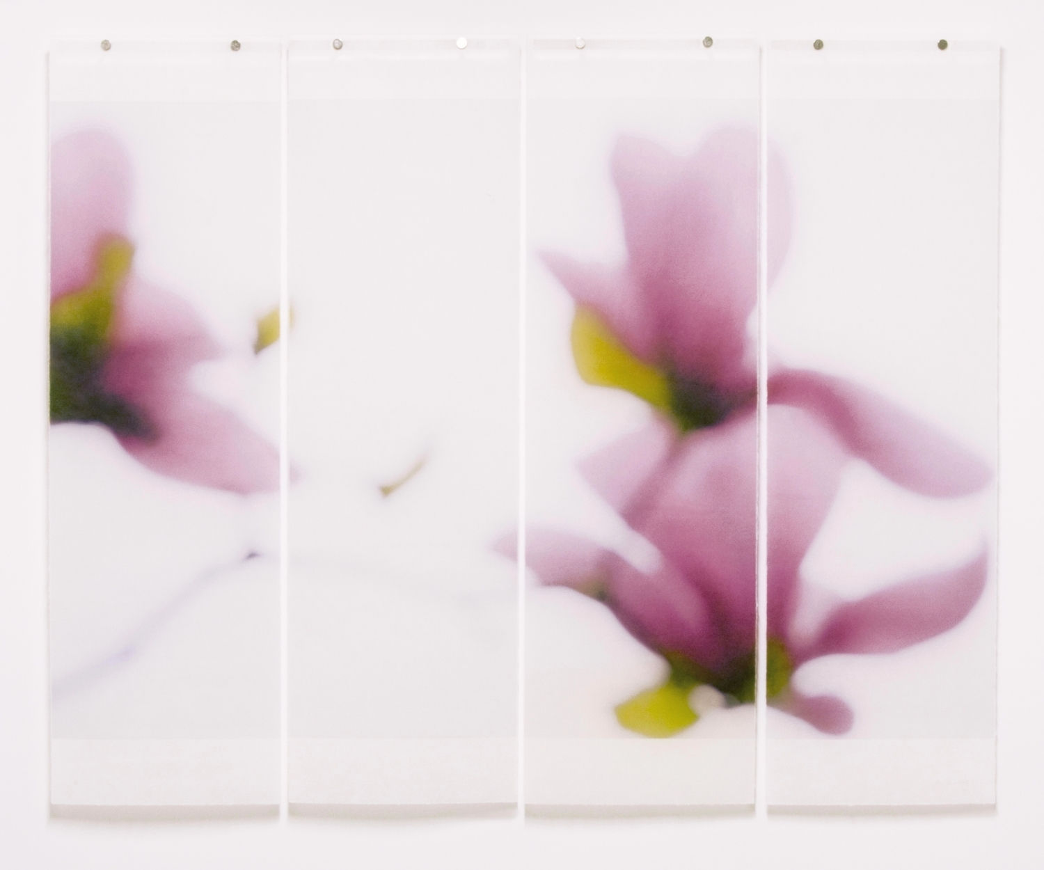 Jeri Eisenberg, Magnolia No.9, 2018