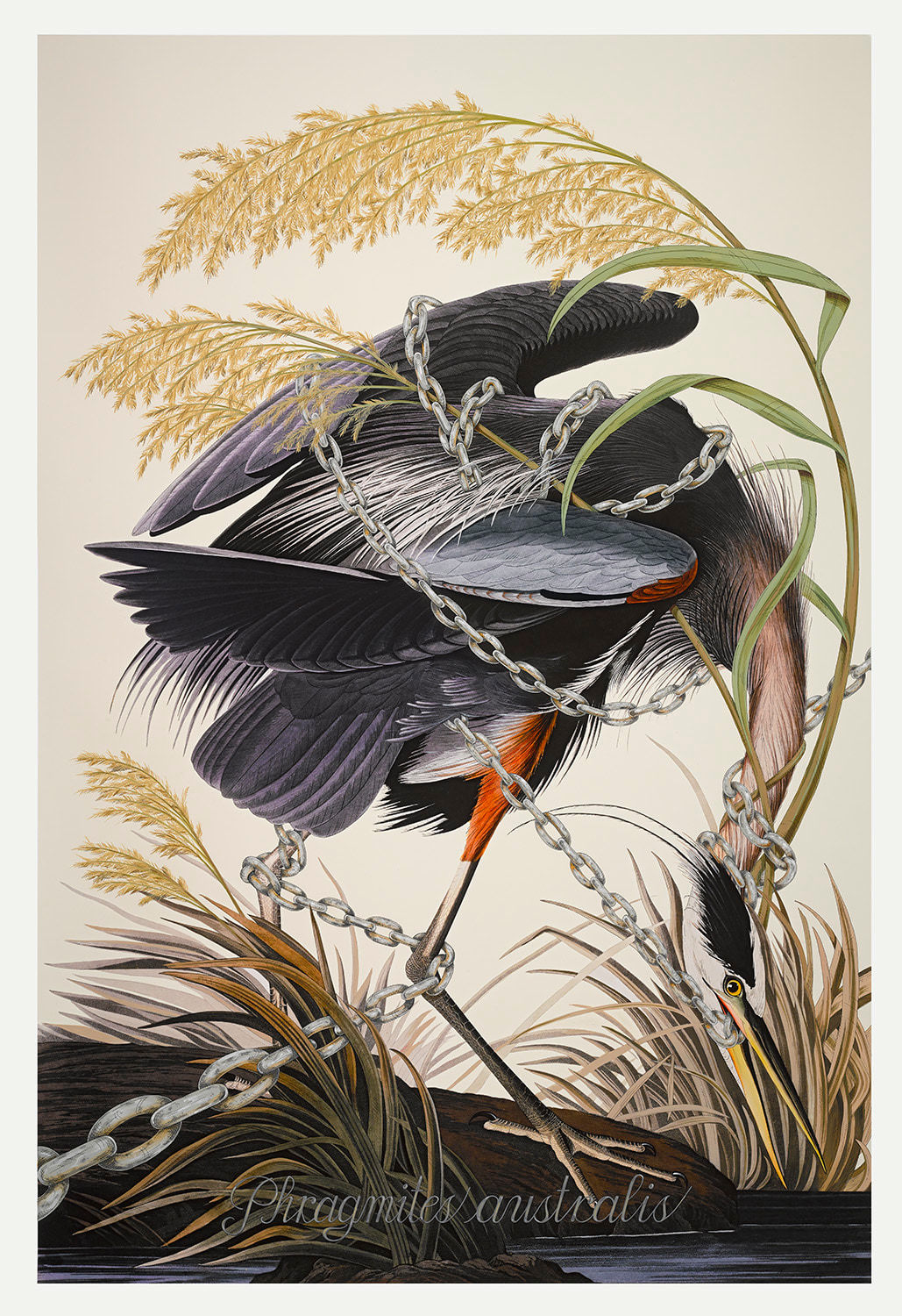 Penelope Gottlieb, Phragmites australis, 2016