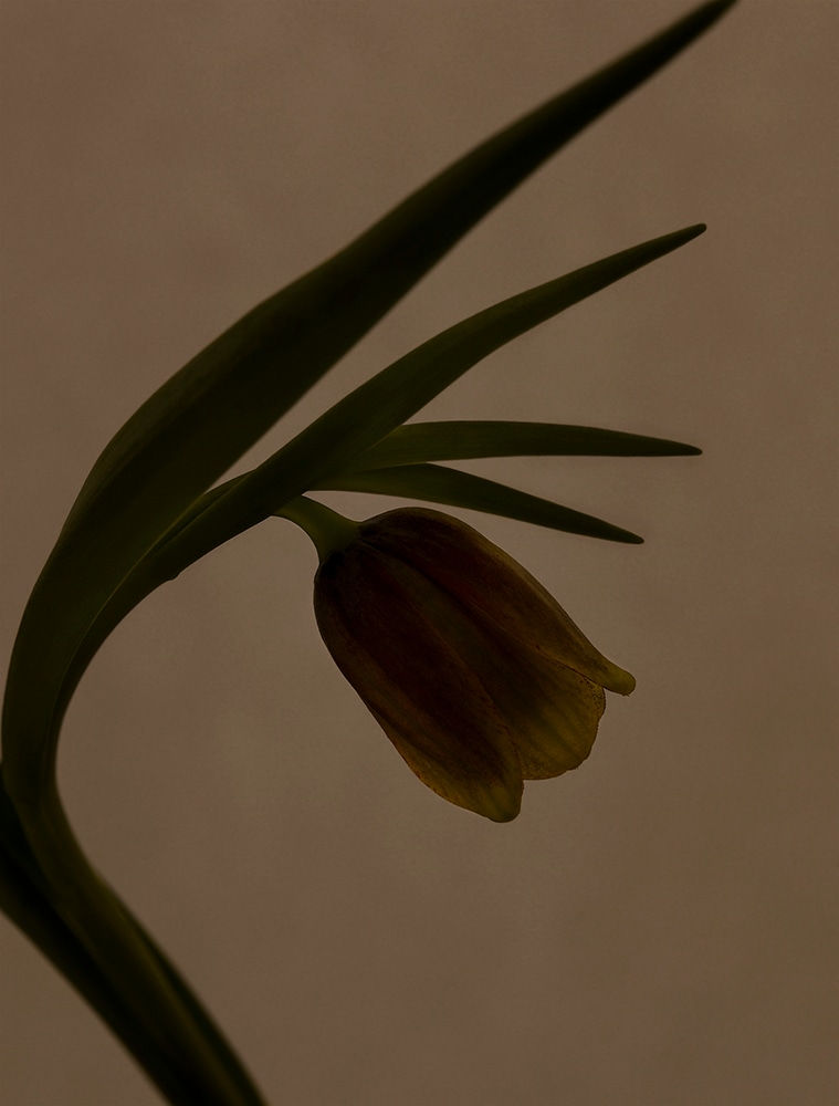 Torkil Gudnason, Hothouse 08-025, 2008